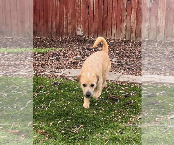 Medium Photo #6 Mutt Puppy For Sale in Sandy, UT, USA