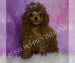 Small #5 Poodle (Miniature)