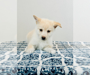 Pomsky Puppy for sale in RESEDA, CA, USA