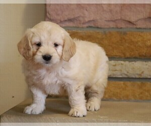 English Cream Golden Retriever-Poodle (Miniature) Mix Puppy for sale in FREDERICKSBG, OH, USA