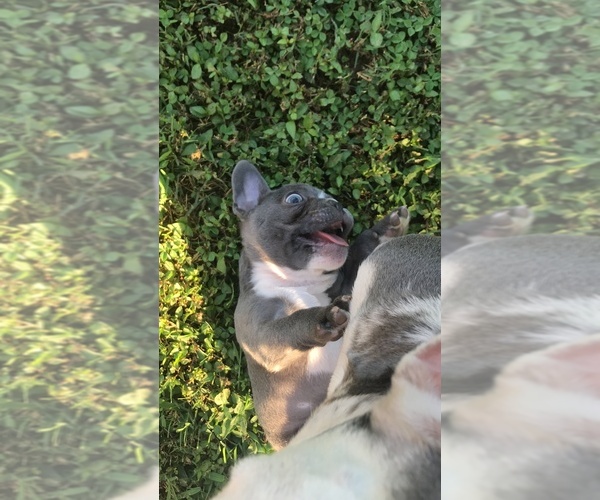 Medium Photo #7 French Bulldog Puppy For Sale in PENNINGTON GAP, VA, USA