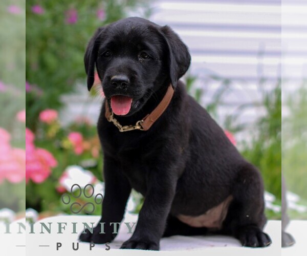 Medium Photo #4 Labrador Retriever Puppy For Sale in JONESTOWN, PA, USA