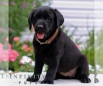 Small #3 Labrador Retriever