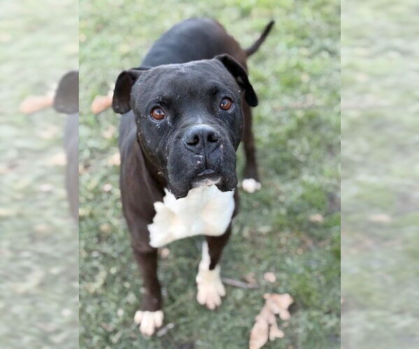 Medium Photo #2 Mutt Puppy For Sale in Riverside, CA, USA