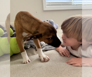 Pumpkin - Female Mutt Dog for Adoption - Photo #3