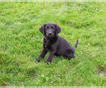 Small #3 Labrador Retriever