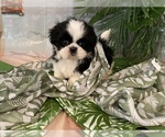 Small Photo #1 Shih Tzu Puppy For Sale in WINSTON SALEM, NC, USA