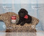 Small Photo #3 Poodle (Toy) Puppy For Sale in SANGER, TX, USA
