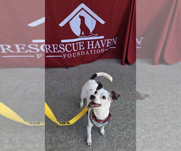 Medium Photo #3 Jack Chi Puppy For Sale in Caldwell, NJ, USA