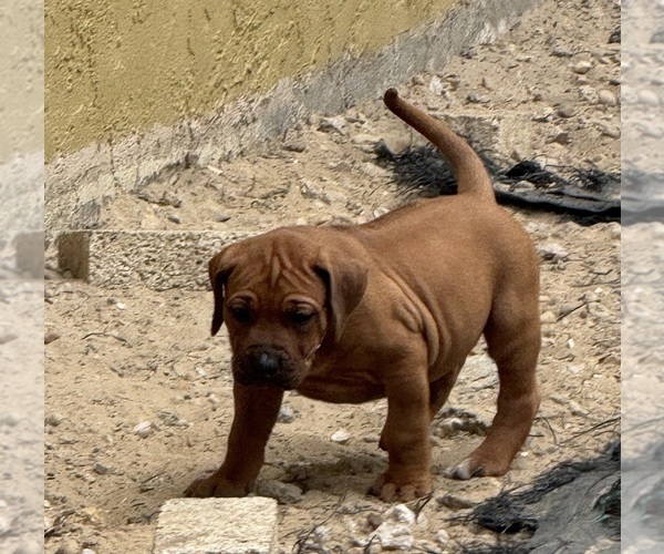 Medium Photo #9 Rhodesian Ridgeback Puppy For Sale in LEHIGH ACRES, FL, USA