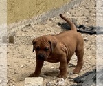 Small #8 Rhodesian Ridgeback