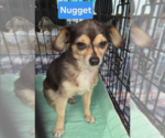 Small Chihuahua Mix