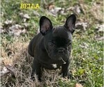 Small Photo #4 French Bulldog Puppy For Sale in WEST CHESTER, OH, USA
