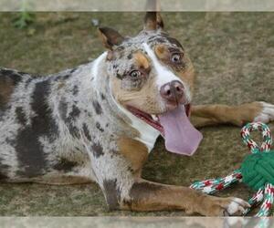 Staffordshire Bull Terrier-Unknown Mix Dogs for adoption in Tallahassee, FL, USA