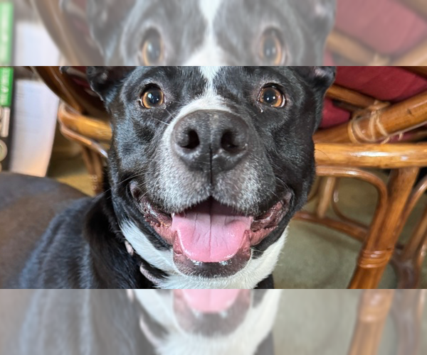 Medium Photo #5 Mutt Puppy For Sale in Springdale, PA, USA