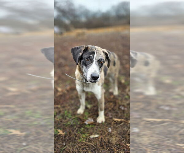 Medium Photo #1 Catahoula Leopard Dog-Golden Retriever Mix Puppy For Sale in Aurora, IN, USA
