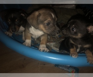 Chihuahua-Teddy Roosevelt Terrier Mix Puppy for sale in CO SPGS, CO, USA