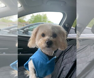 Maltipoo (Miniature) Dogs for adoption in Mundelein, IL, USA