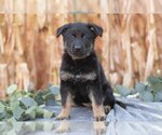 Small #1 German Shepherd Dog