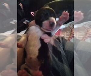 Great Dane Puppy for sale in SEVIERVILLE, TN, USA