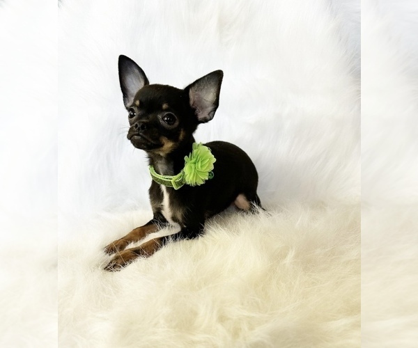 Medium Photo #10 Chihuahua Puppy For Sale in SACRAMENTO, CA, USA