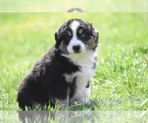 Medium Photo #1 Australian Shepherd Puppy For Sale in EASTON, MO, USA