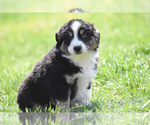 Small Australian Shepherd