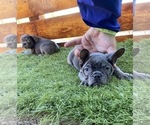 Small Photo #51 French Bulldog Puppy For Sale in ORLANDO, FL, USA