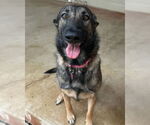 Small #2 German Shepherd Dog