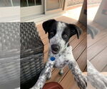 Small Australian Shepherd Mix