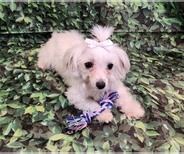 Medium Photo #1 Maltese Puppy For Sale in BLUE MOUND, TX, USA