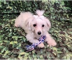 Small Photo #1 Maltese Puppy For Sale in BLUE MOUND, TX, USA