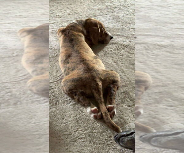 Medium Photo #4 Beagle-Unknown Mix Puppy For Sale in FRAMINGHAM, MA, USA