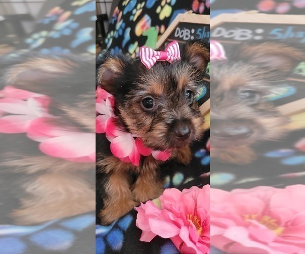 Medium Photo #8 Yorkshire Terrier Puppy For Sale in AKRON, OH, USA