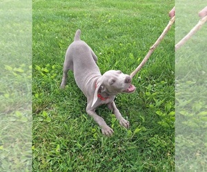 Weimaraner Litter for sale in LEWISBURG, KY, USA