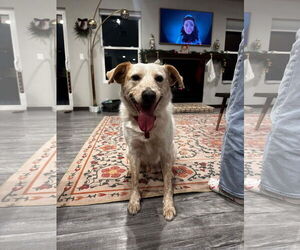 Mutt Dogs for adoption in New London, WI, USA