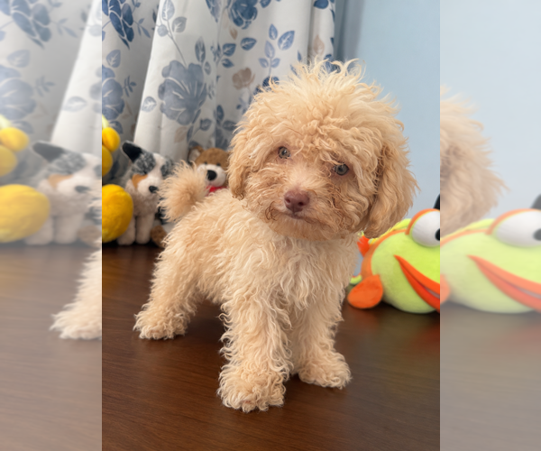 Medium Photo #21 Bichpoo Puppy For Sale in DURHAM, CT, USA