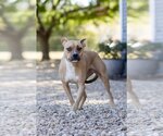 Small Photo #2 Black Mouth Cur-Whippet Mix Puppy For Sale in Denton, TX, USA