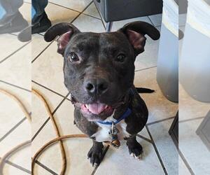 Boxer Dogs for adoption in DuQuoin, IL, USA