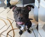 Small Boxer