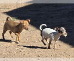 Small #4 Chihuahua