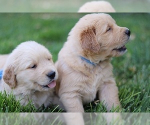 Golden Retriever Puppy for sale in CARSON CITY, NV, USA