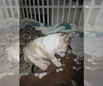 Small #1 French Bulldog