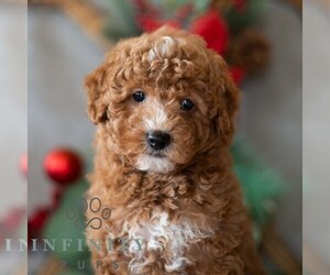 Bichpoo Puppy for sale in DORNSIFE, PA, USA