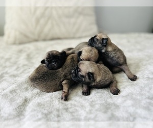 Pug Puppy for sale in ALGOOD, TN, USA