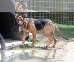Small #3 German Shepherd Dog Mix