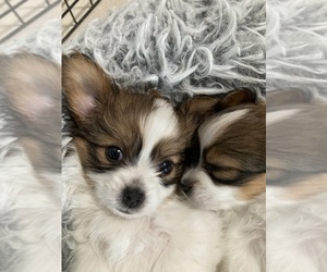 Papillon Puppy for sale in PALM BAY, FL, USA