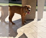 Small #1 Mutt