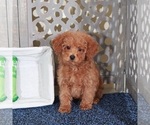 Small #3 Poodle (Miniature)