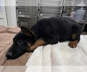 German Shepherd Dog Dogs for adoption in Norco, CA, USA